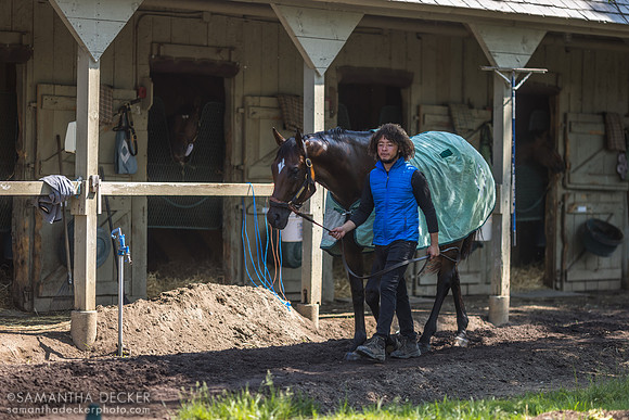 Cody's Wish Getting Hot Walked, Oklahoma Training Track, , 2023