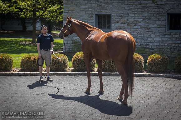 Justify at Coolmore at Ashford Stud