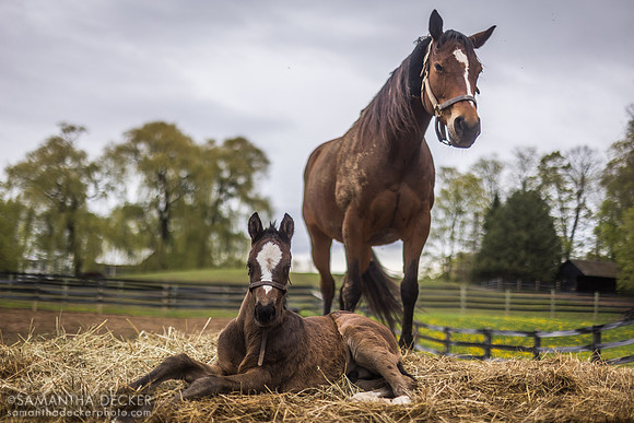 Hennyville and Her 2023 Raging Bull Colt