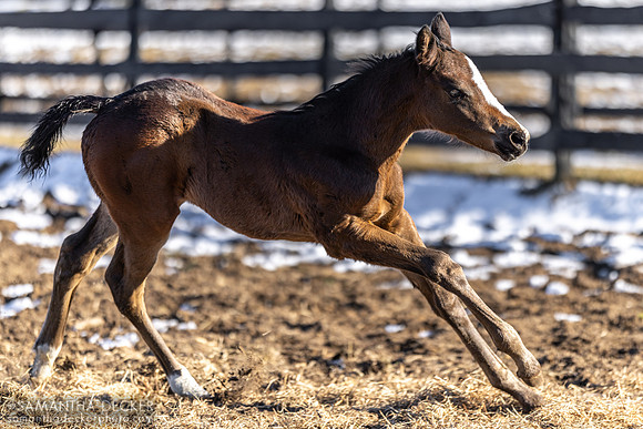 2024 Mind Control filly out of Cat Ferrad, Irish Hill Century Farm, Stillwater, NY