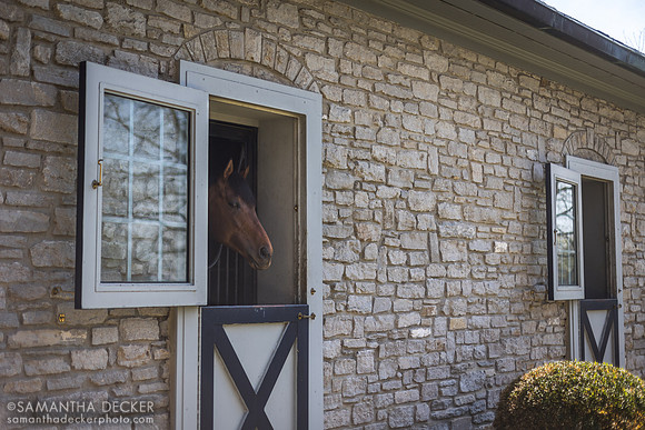 Epicenter at Coolmore at Ashford Stud