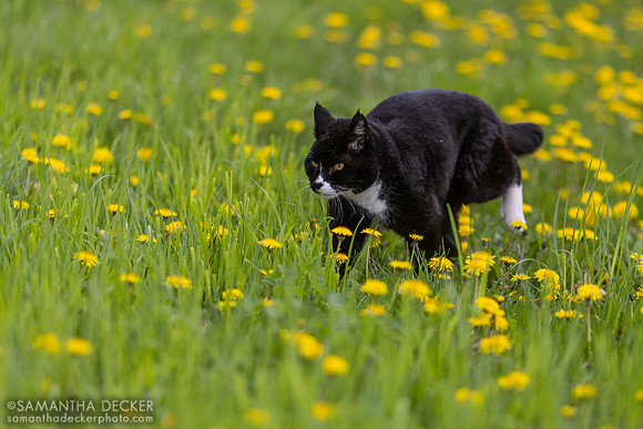 Sylvester, Mahoney Eden Manor, Saratoga Springs, NY