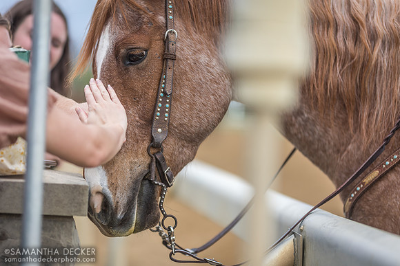 Pets for the Pony