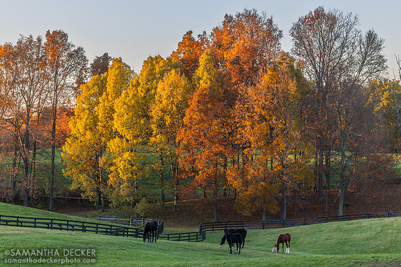 Weanlings at Thirty Year Farm, Saratoga Springs, NY, 2026