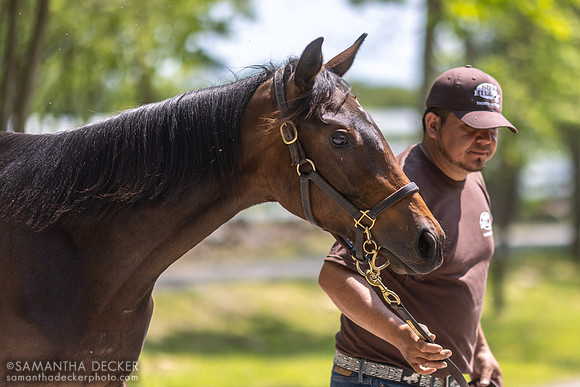 2022 Vino Rosso filly out of Sugarille