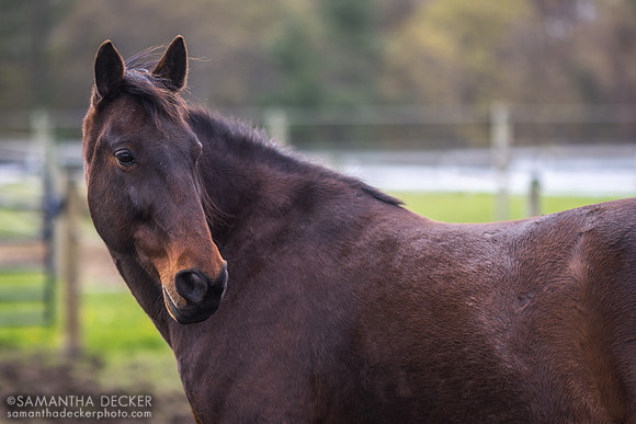 Therapeutic Horses, Saratoga Springs, NY