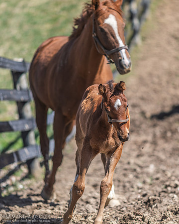 Miss Munnings and her Always Dreaming colt, Mahoney Eden Manor