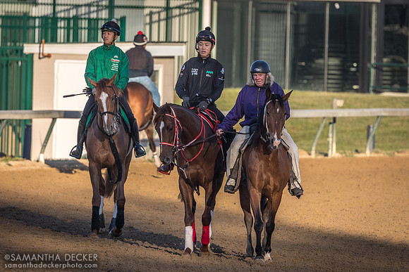 Japanese Derby Contenders Derma Sotogake and Continuar