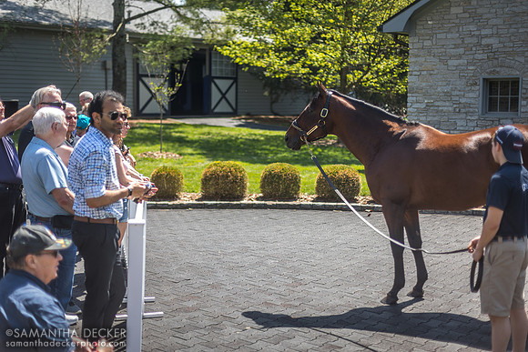 American Pharoah at at Coolmore at Ashford Stud