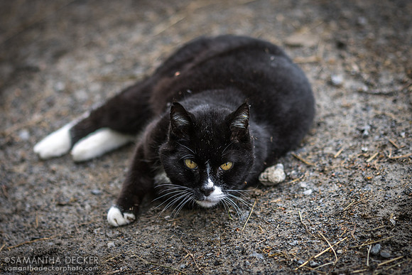 Sylvester, Mahoney Eden Manor, Saratoga Springs, NY