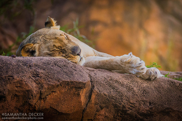 Cat Nap on the Savanna, Disney's Animal Kingdom