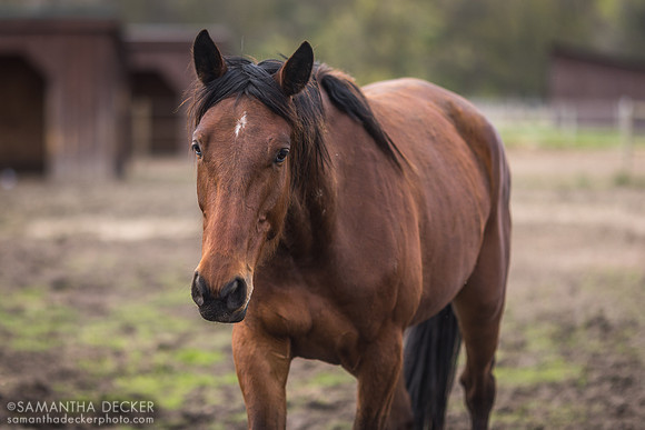 Therapeutic Horses, Saratoga Springs, NY