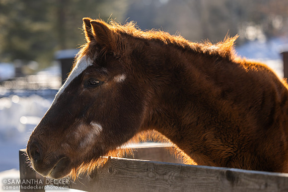 Patrick the Quarter Horse