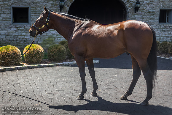 American Pharoah at Coolmore at Ashford Stud