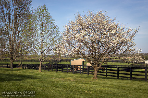 Old Friends, Georgetown, Kentucky