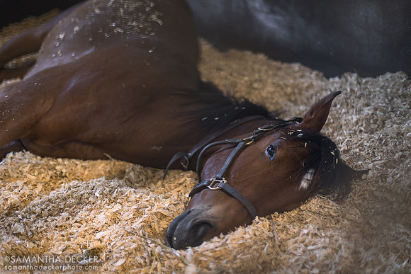 2022 Goldencents colt out of The Nine O