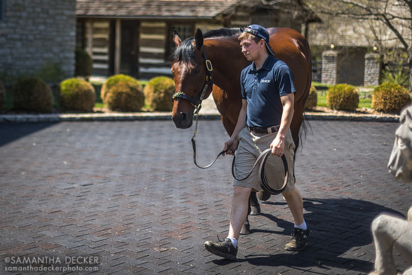 American Pharoah at at Coolmore at Ashford Stud