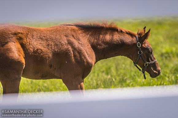 2023 Omaha Beach colt out of Lift, Song Hill Thoroughbreds, Mechanicville, NY