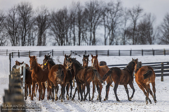 Yearling fillies, Irish Hill Century Farm, 2025