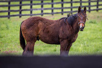 Yearling colt, Gainsborough Farm, Versailles, KY