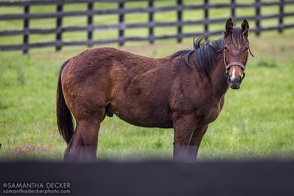 Yearling colt, Gainsborough Farm, Versailles, KY