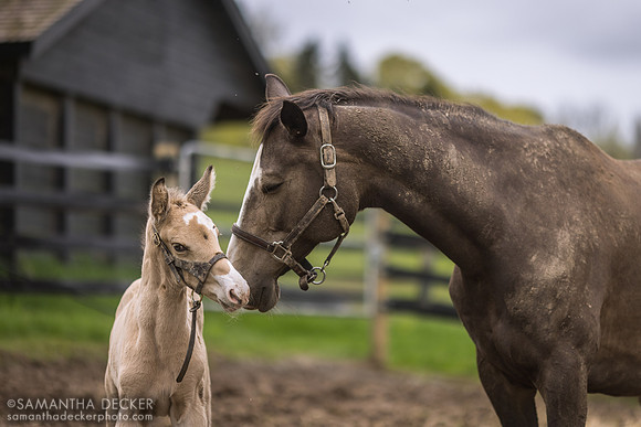 Maxine and Her Utopie Colt, Mahoney Eden Manor, Saratoga Springs, NY