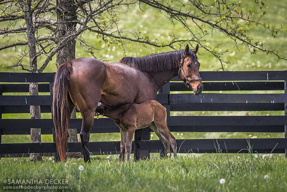 Lady Lawyer and Her Foal by Kitten's Joy, Gainsborough Farm, Versailles, KY