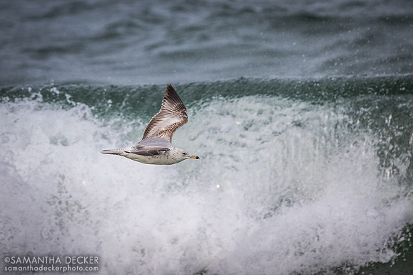 A Seagull at Nauset Beach, Orleans, MA