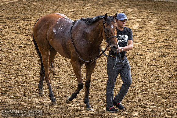Chez Pierre (FR) after winning the G1 Maker's Mark Mile, 2024