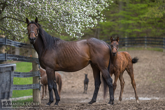 Qualifying and Her 2023 King For a Day Filly, Mahoney Eden Manor, Saratoga Springs, NY