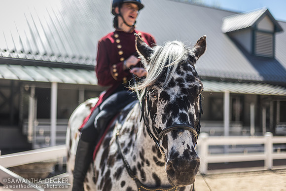 "O.B." Oberon de Fermes Boisvert, American Sugarbush Draft at Kentucky Horse Park