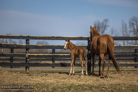 filly o/o Evening Primrose at 13 days old