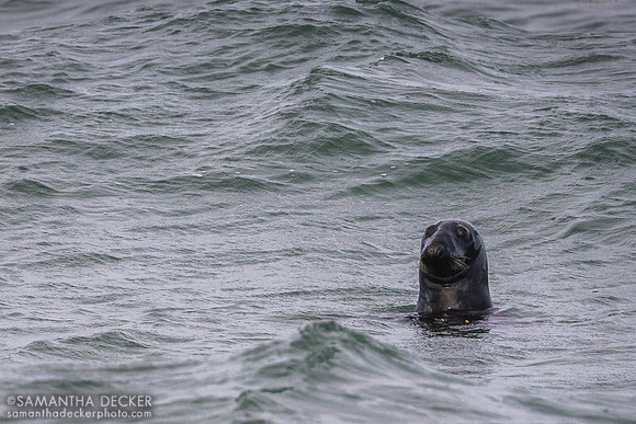 A Seal at Nauset Beach, Orleans, MA