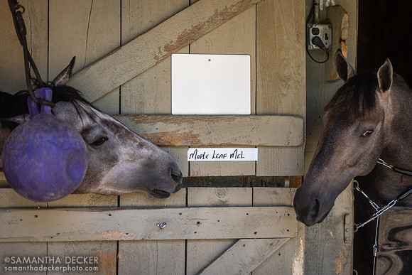 Maple Leaf Mel and Mel's Angel, Oklahoma Training Track, 2023