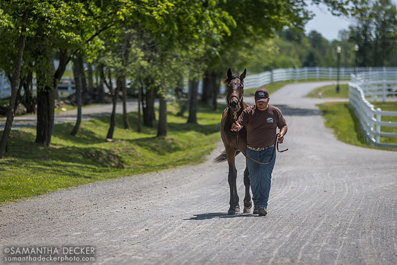 2022 Vino Rosso filly out of Sugarille