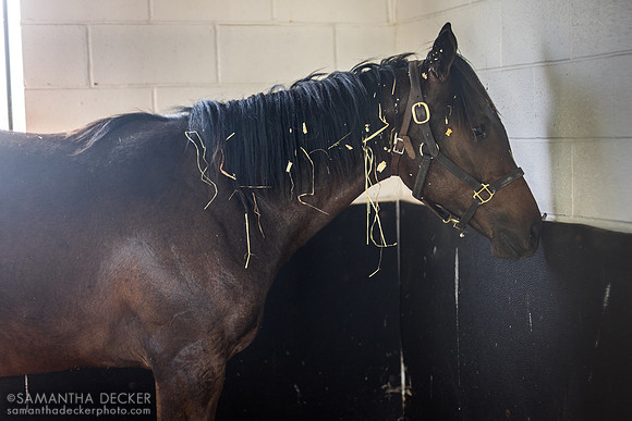2022 Midnight Lute filly out of Brovia