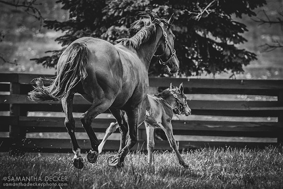Lady Lawyer and Her Foal by Kitten's Joy, Gainsborough Farm, Versailles, KY