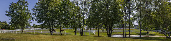 Song Hill Thoroughbreds