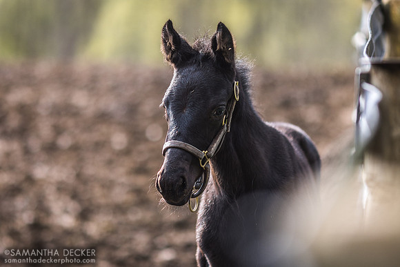 Black Beauty, Mahoney Eden Manor, Saratoga Springs, NY