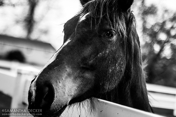 Therapeutic Horses, Saratoga Springs, NY