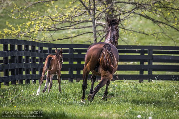 Lady Lawyer and Her Colt by Kitten's Joy, Gainsborough Farm, Versailles, KY, 2023