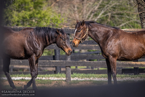 Old Friends, Georgetown, Kentucky