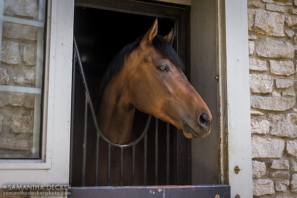 Epicenter at Coolmore at Ashford Stud