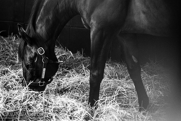 Uncle Mo at Coolmore at Ashford Stud