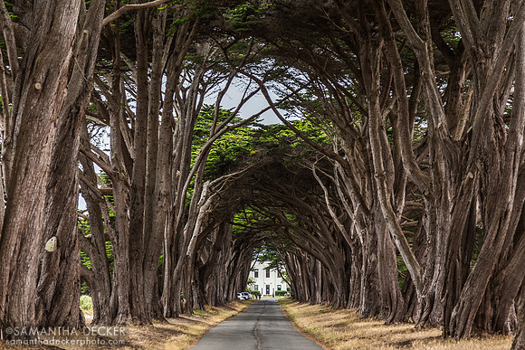 Cypress Tunnel, Point Reyes National Seashore