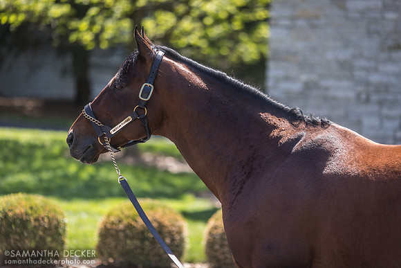 American Pharoah at Coolmore at Ashford Stud