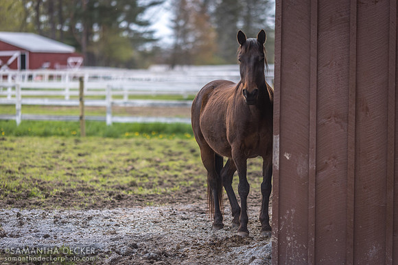 Therapeutic Horses, Saratoga Springs, NY