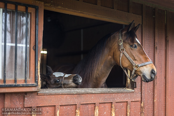 Hennyville and Her 2023 Raging Bull Colt, Mahoney Eden Manor, Saratoga Springs, NY
