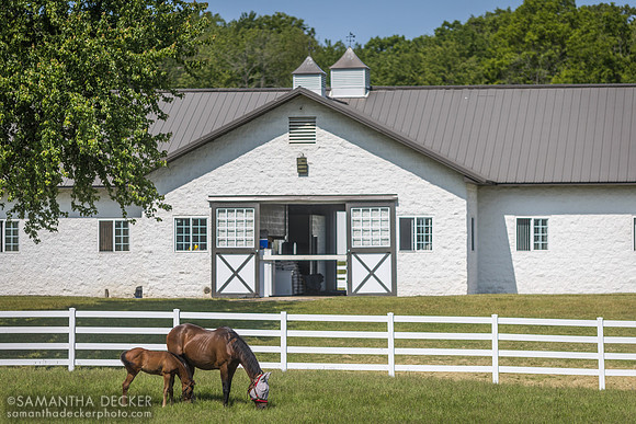 Gattinara and her 2023 Take Charge Indy filly