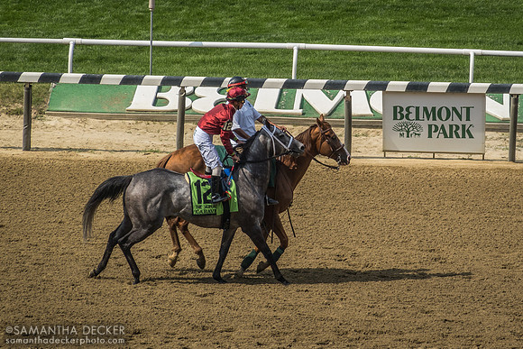 Caravel being ponied with Tyler Gaffalione onboard, Belmont Park, Elmont, NY
